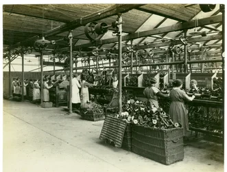Wikkelafdeling, Long Meadow mill, 1923